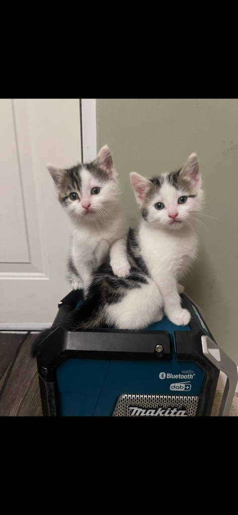 2 male kittens