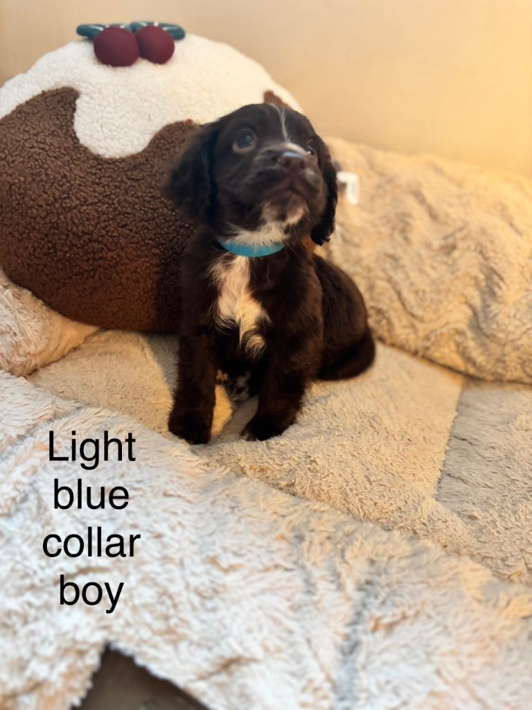 🐾 Gorgeous F1b Sprocker Spaniel Puppies – 5 Males Ready on the 18th December 🐾