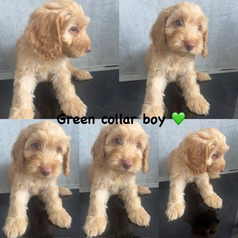 *REDUCED* READY NOW 4 LEFT - cockapoo puppies for sale