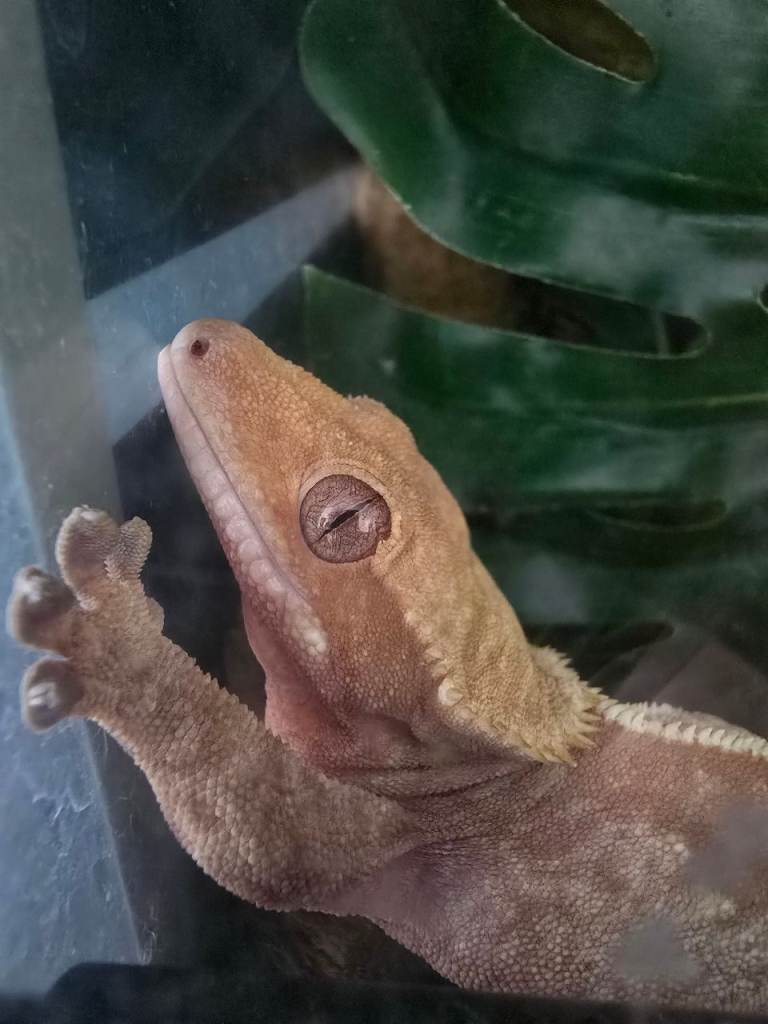 Crested Gecko with full set up