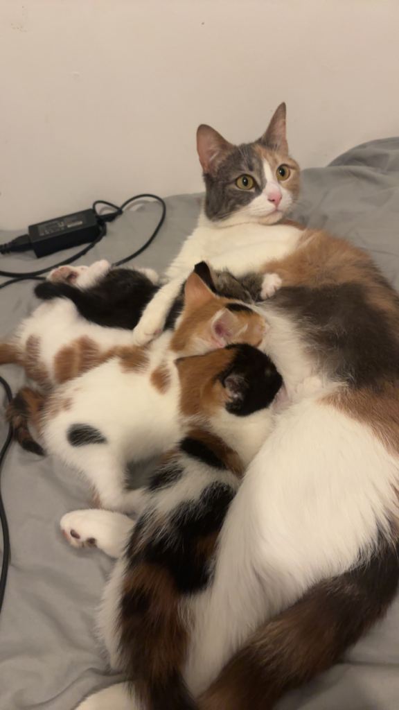 Cute little Kittens 