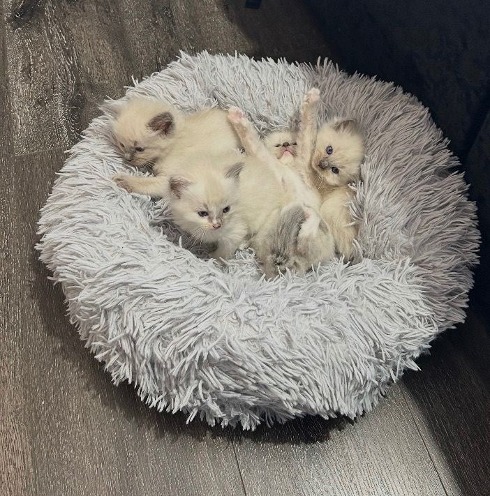 Ragdoll kittens Rare