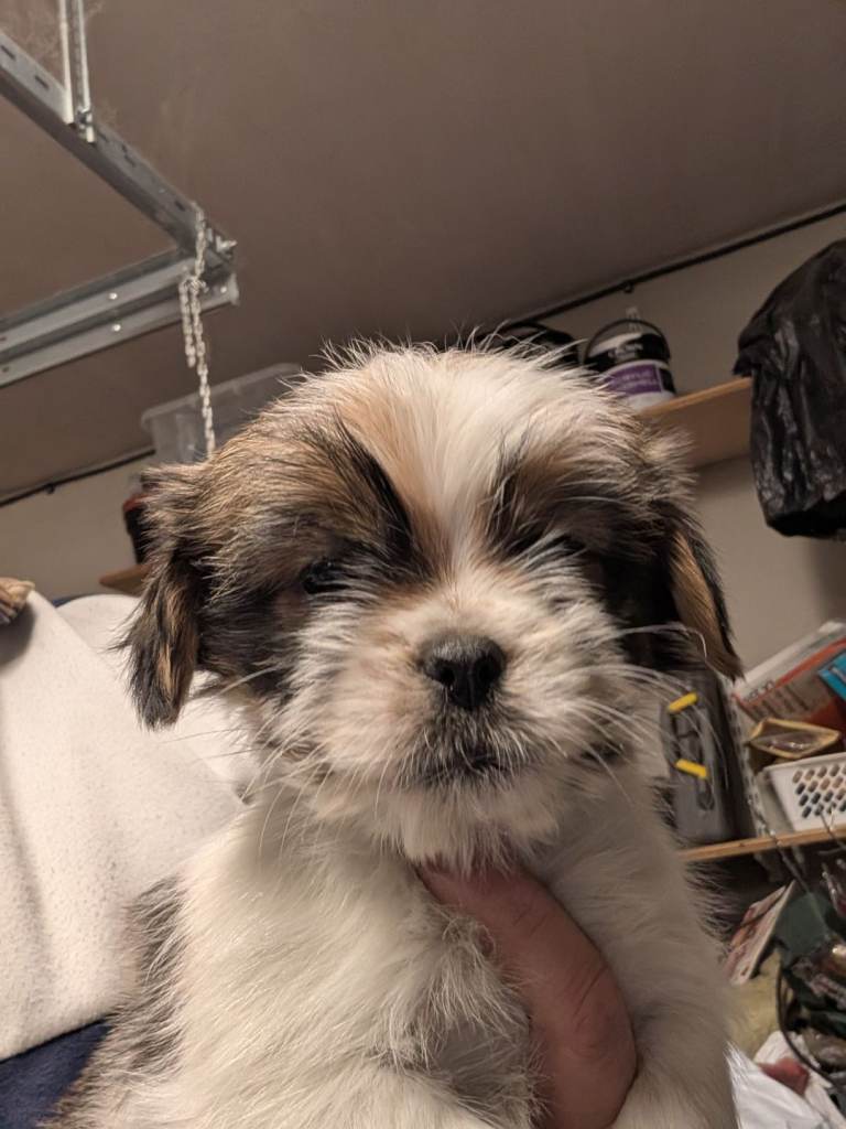 Shih Tzu pups - only two left 