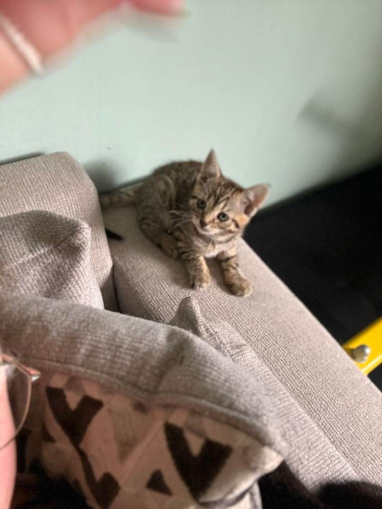 Kittens