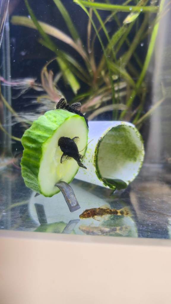 Bristlenose Pleco's
