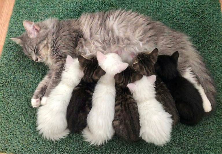 Siberian Kittens 8 weeks old