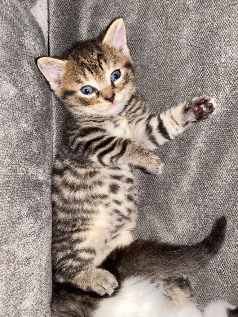 Kittens for sale 