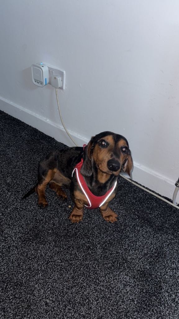 Dachshund 