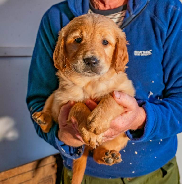 Gorgeous Golden retriever puppies