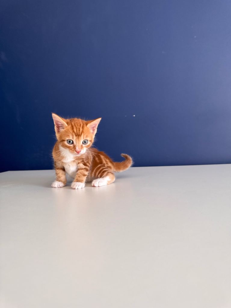 10x 8 week old kittens available girls and boys