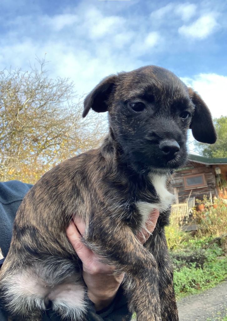 Border Terrier cross Jack Russell girl