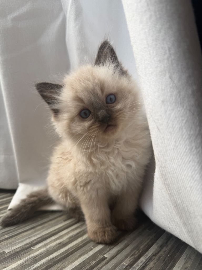  Beautiful ragdoll kittens 