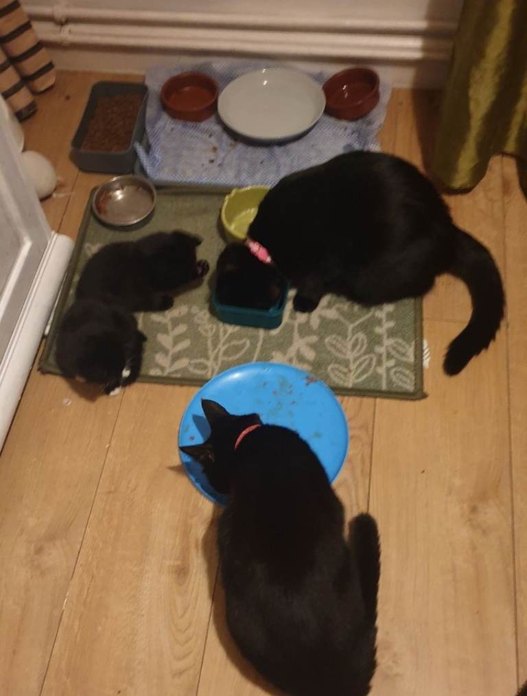 Beautiful black kittens and one white and black