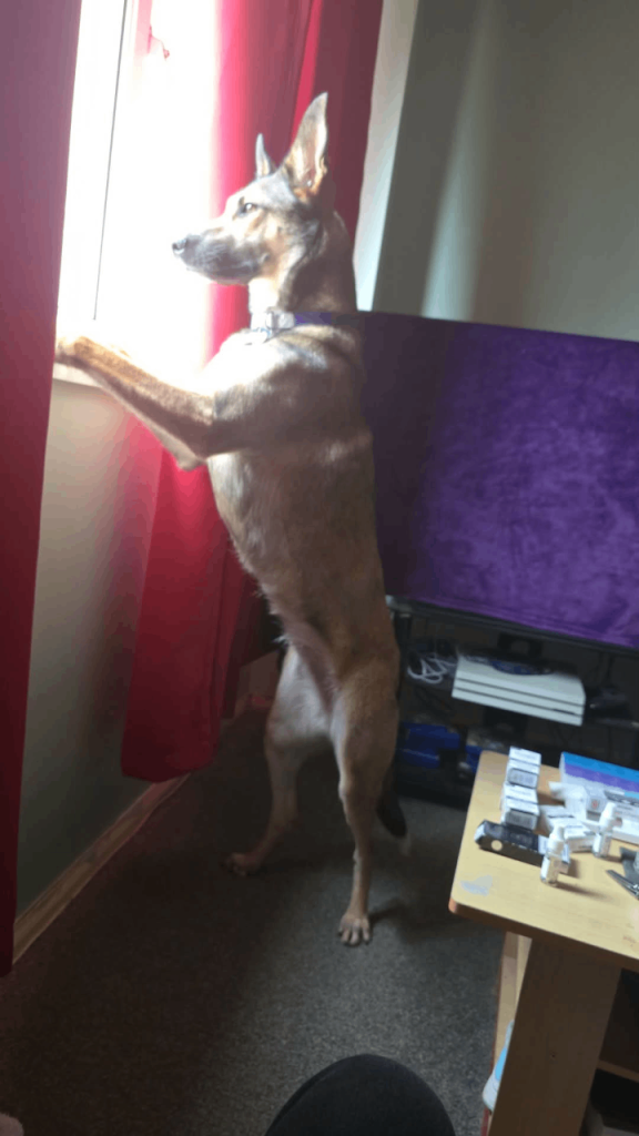 Belgian shepherd Malinois Dog 