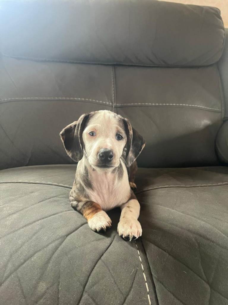 Miniature Dachshund Now SOLD