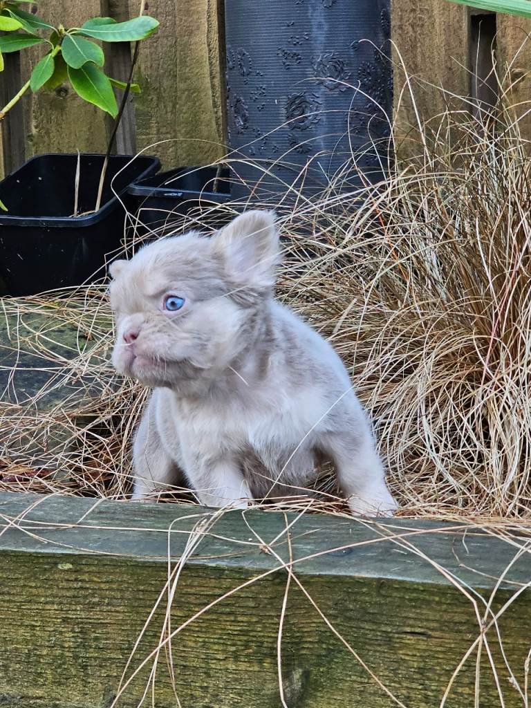 French bulldog newshade isabella and tan full fluffy 8 week old 