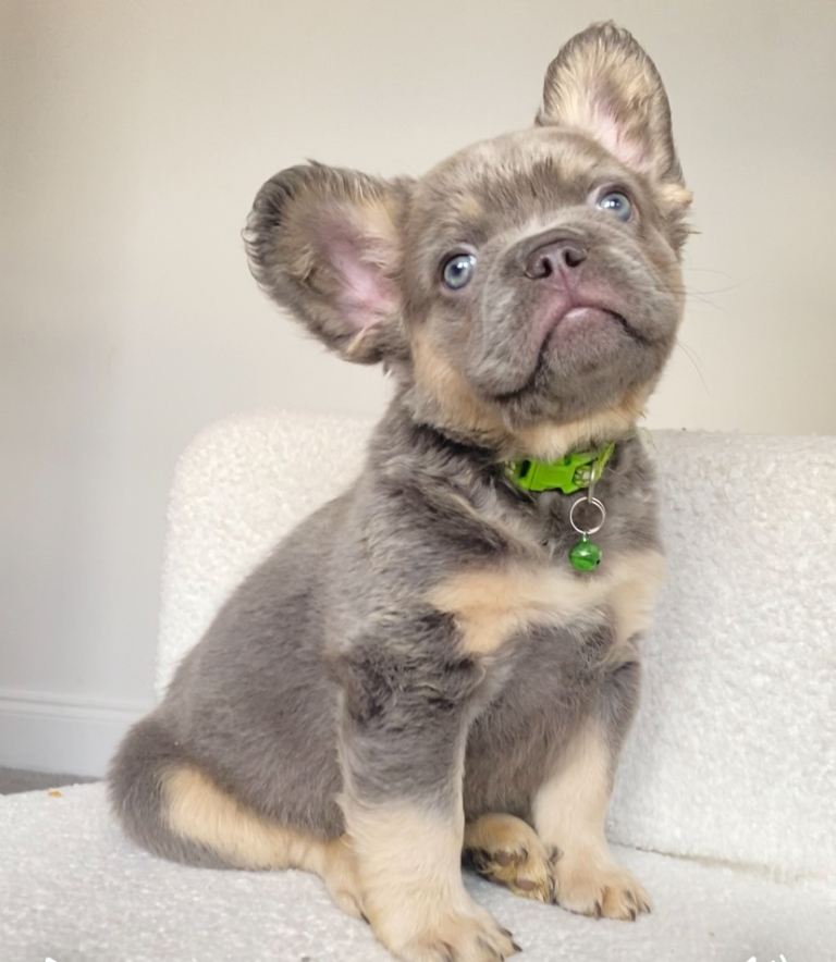 TINY TEDDY BEAR FRENCH BULLDOG PUPS