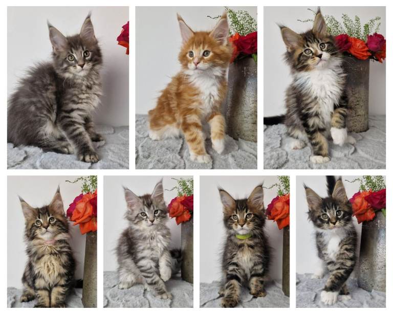 Gorgeous TICA registered maine coon kittens 