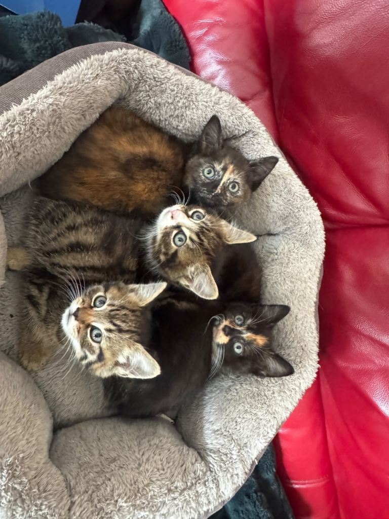 Adorable kittens looking for their forever homes 