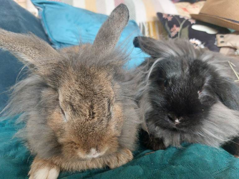 Male lionhead mix rabbits