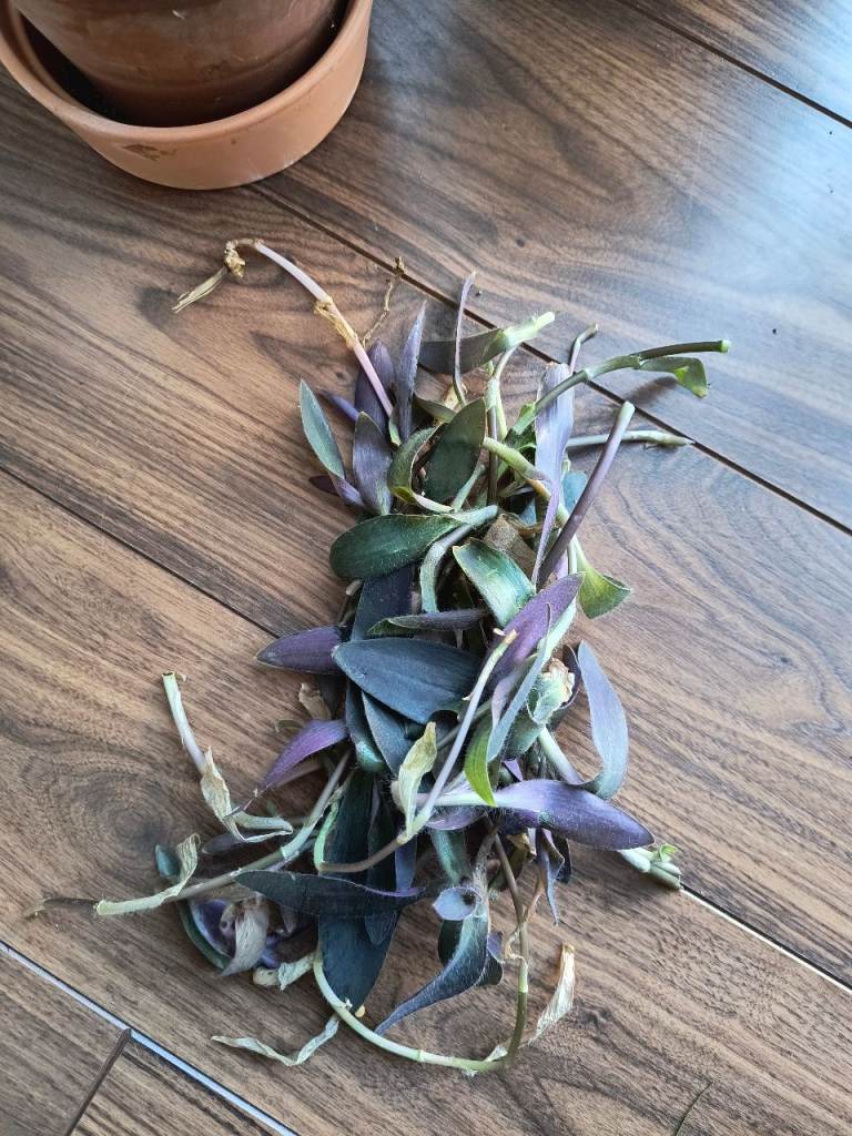 Free tradescantia pallida cuttings 