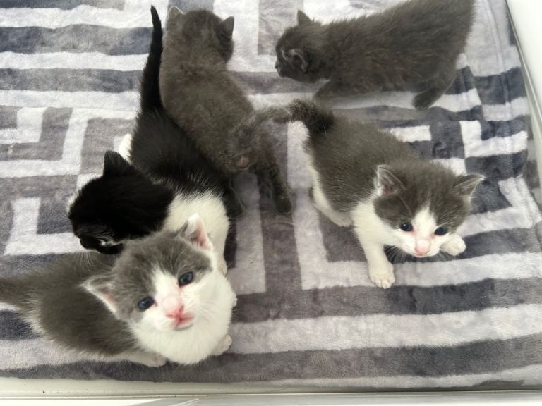 Kittens looking for there forever home 