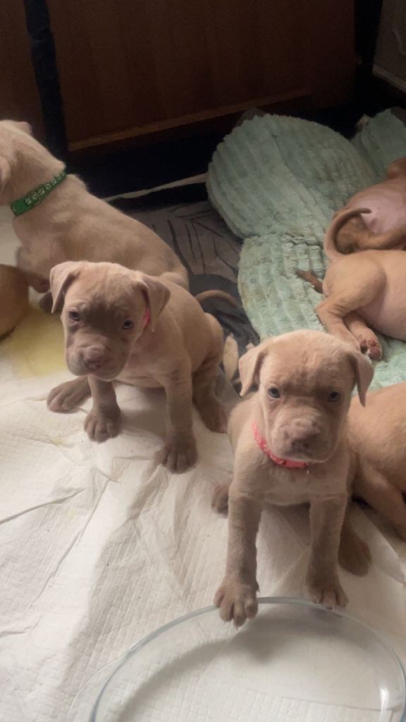 Cane corso puppies 