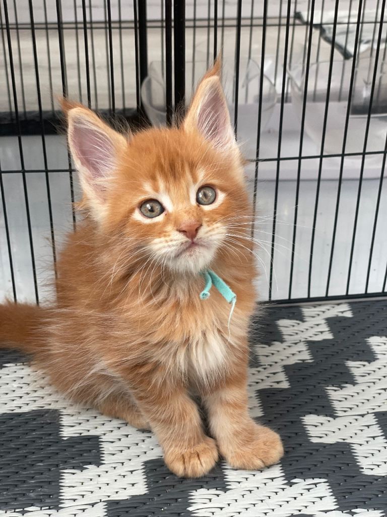 🧡 Last Ginger Maine Coon Boy – Little Sunshine