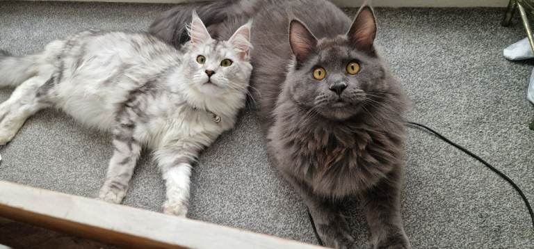 Maine coon kitten for sale