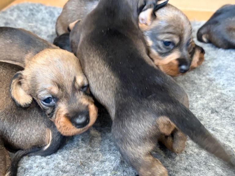 Wire Haired dachshund puppies (Teckel)
