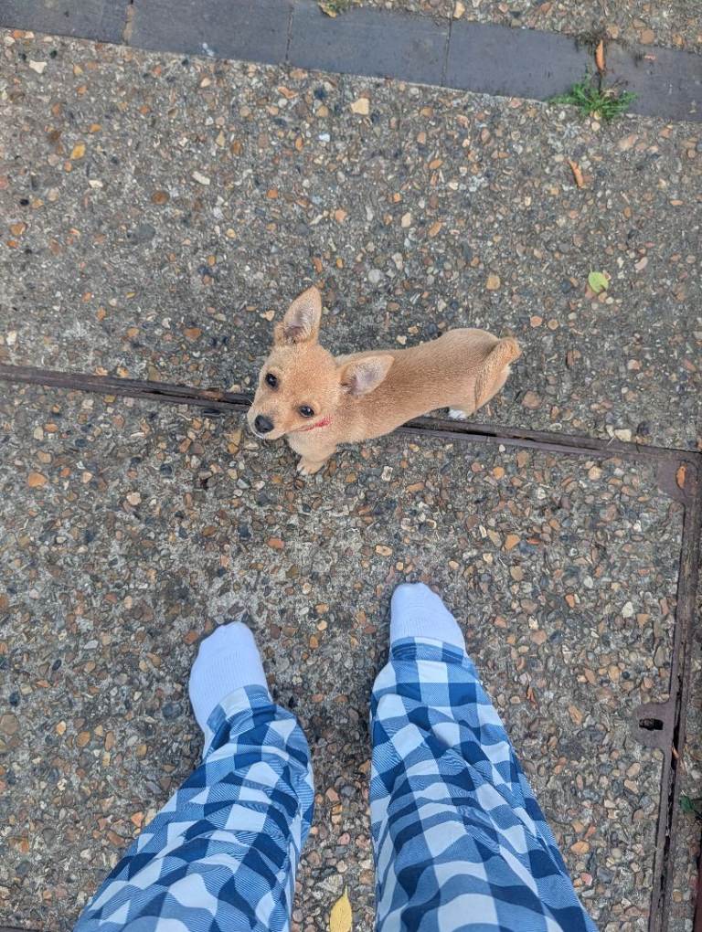 Pomeranian cross, Jack