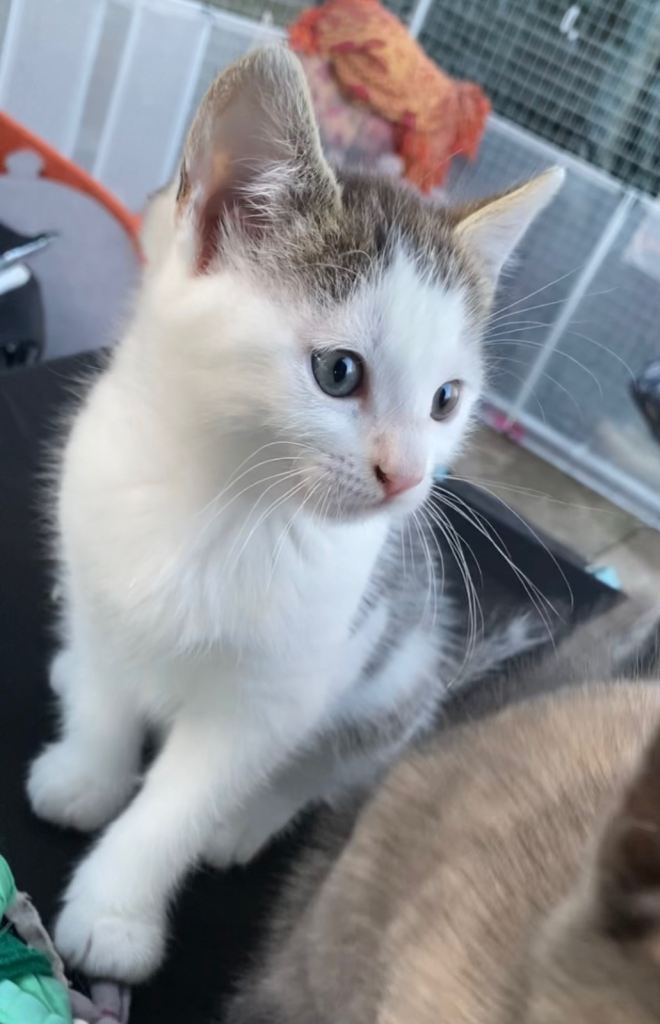 Siamese x babies (1 left)