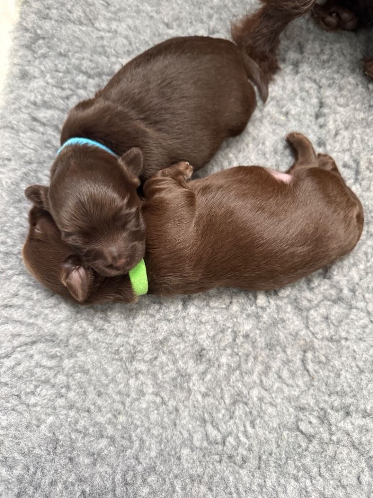 Chihuahua girls for sale 