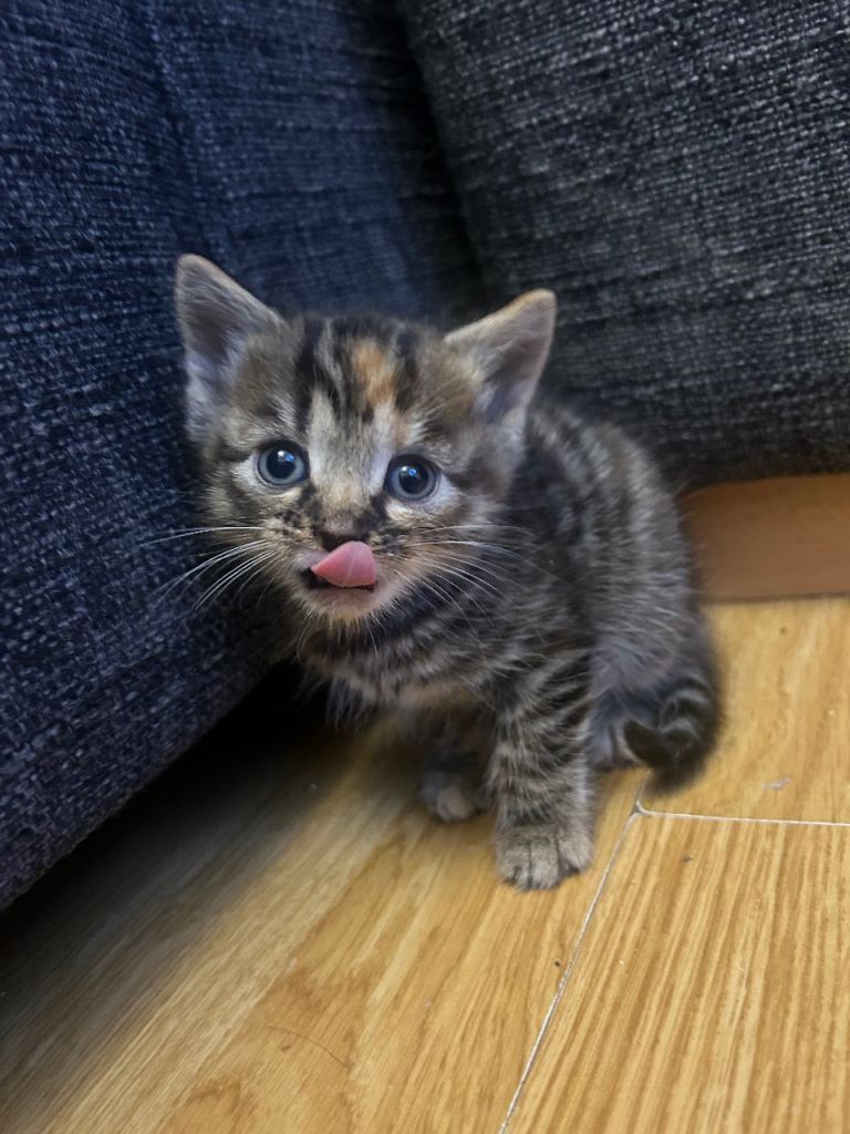 Beautiful Kittens Looking for forever homes 🐾