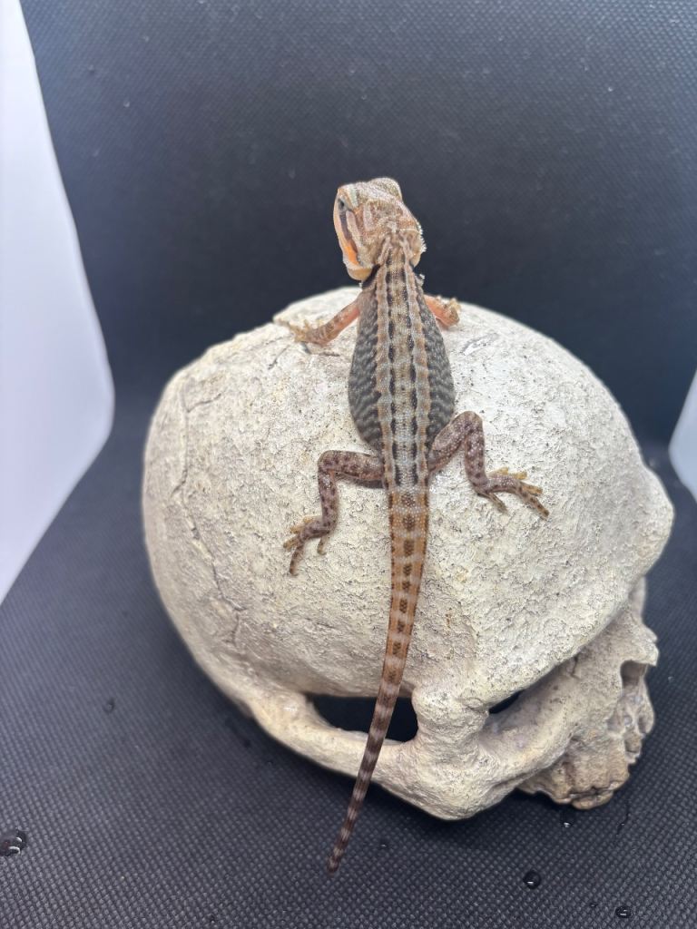 Baby bearded dragons ready now  