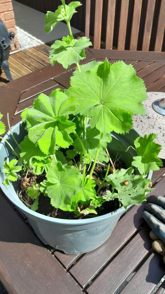 Garden plants