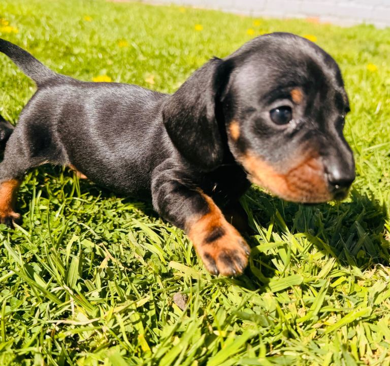 Miniature Dachshund kc reg pra cord1 clear 5 star pedigree 