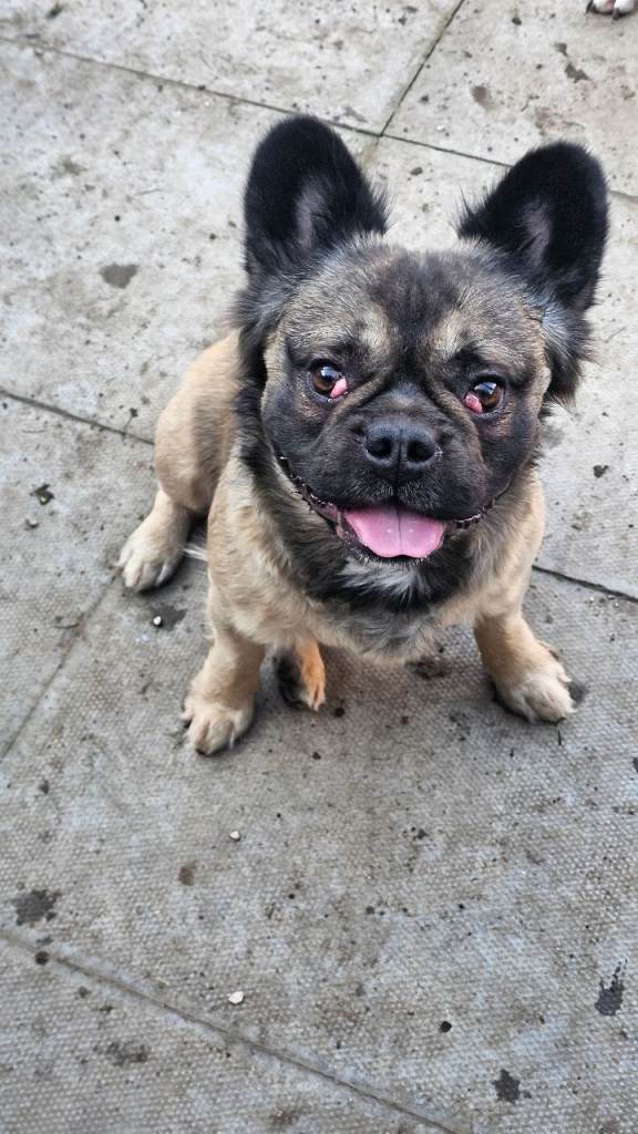 Male french bulldog for sale still available 