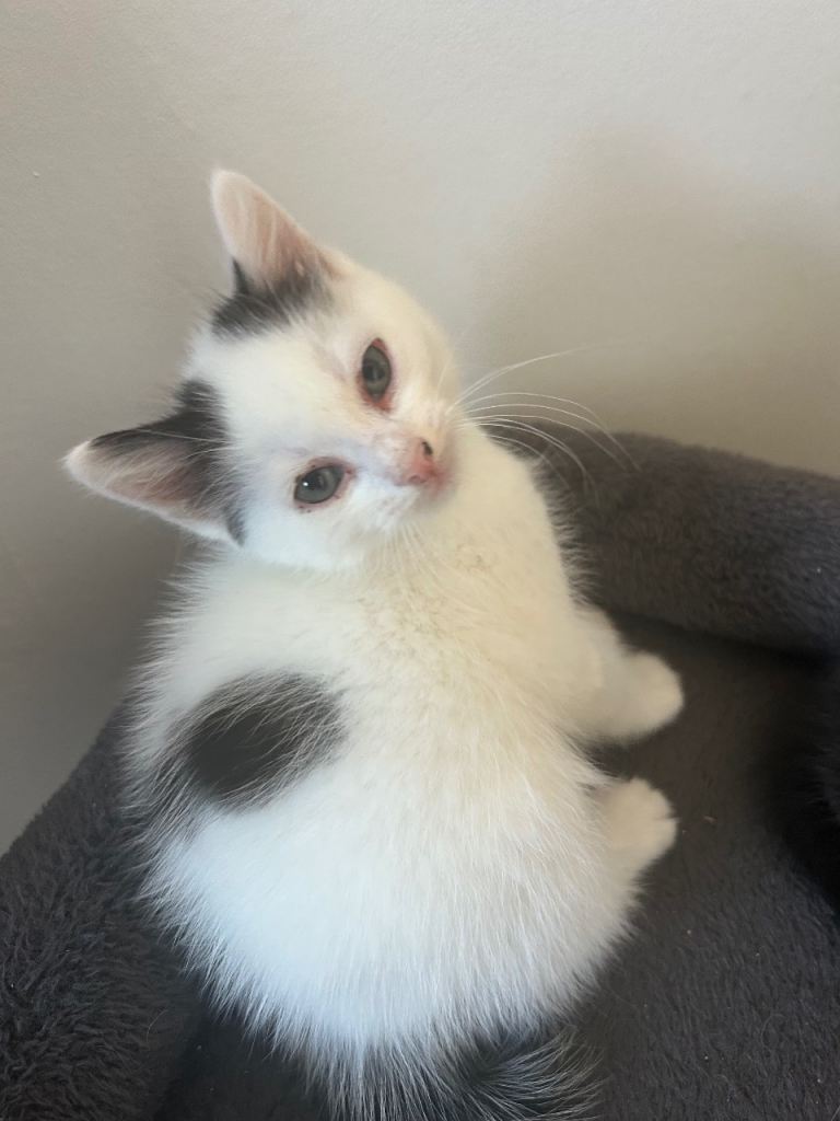 Adorable Kittens Ready for New Homes