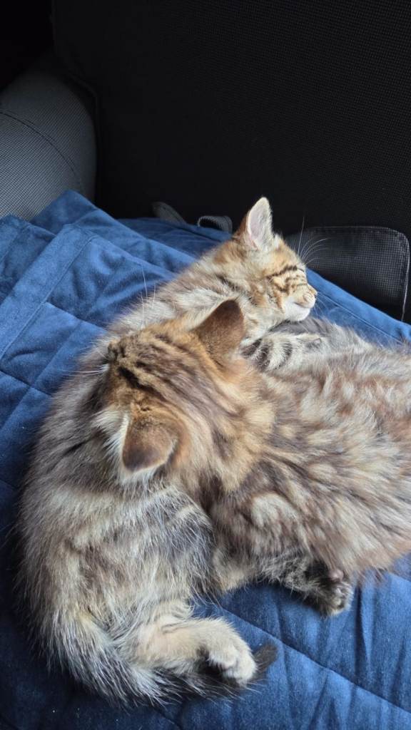 Kittens for sale