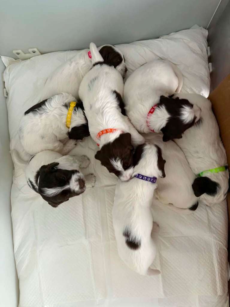 Springer Spaniel Puppies for Sale 