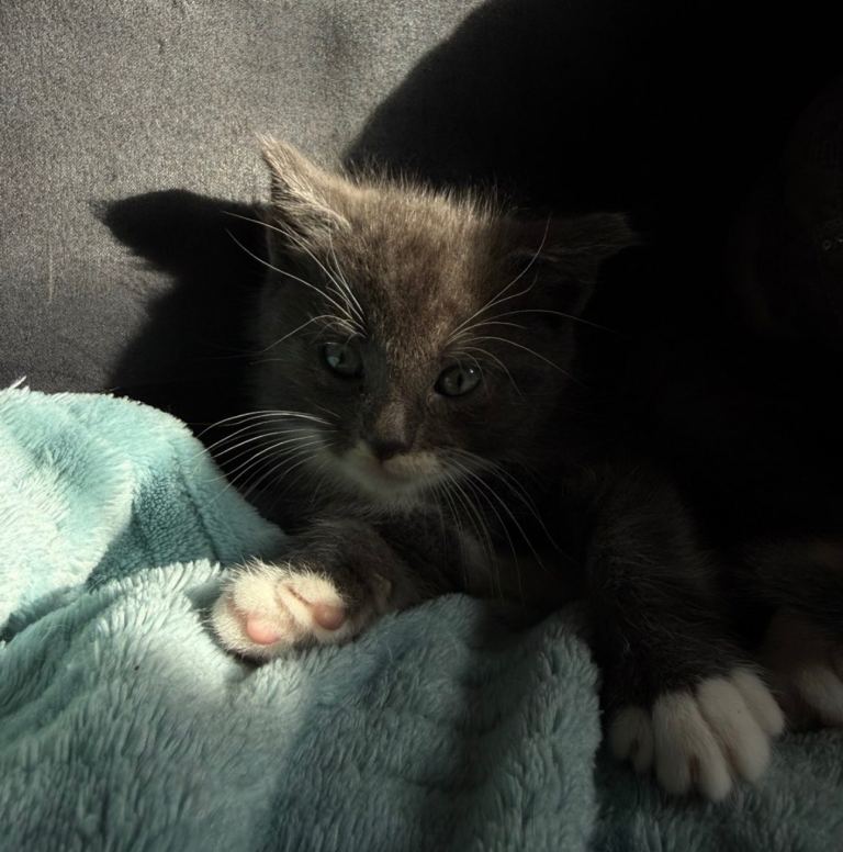 5 male kittens for sale 