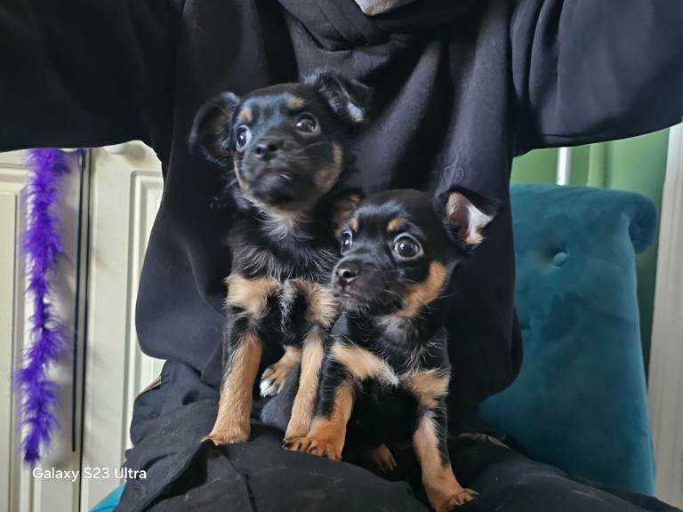 Two female chorkie puppies