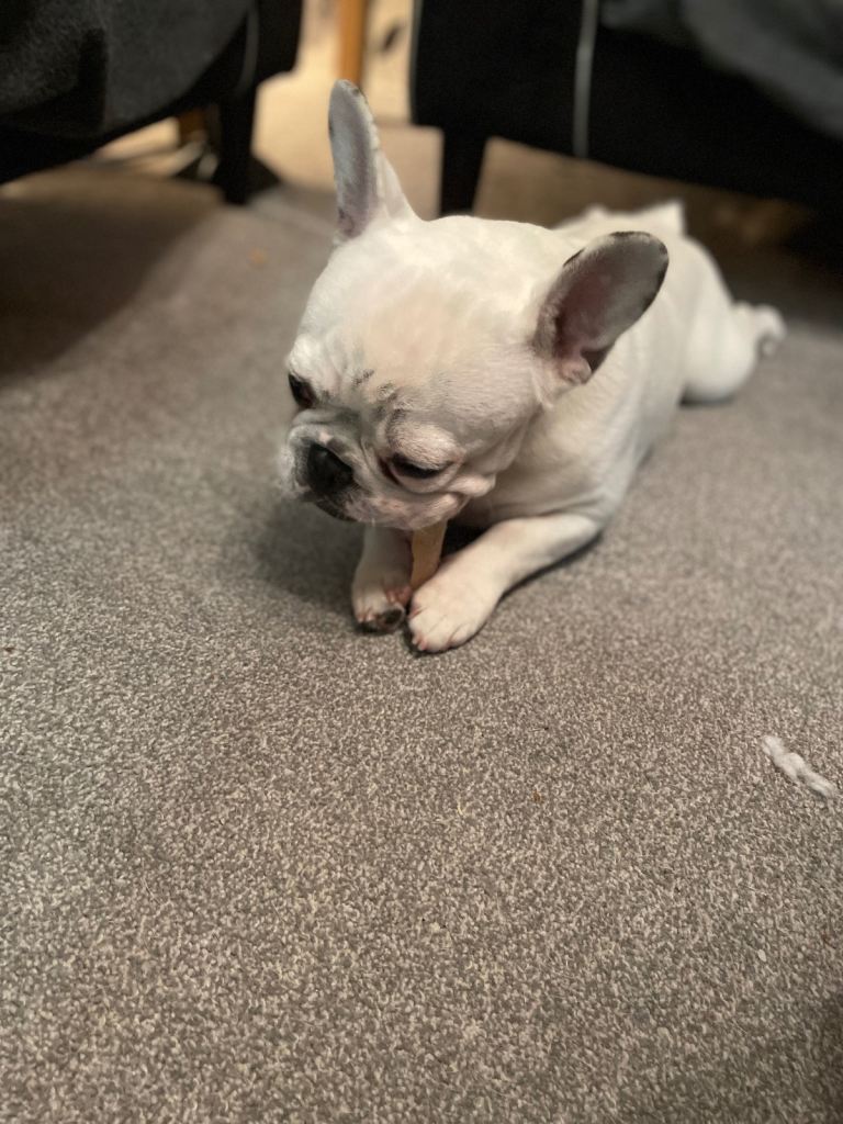 White full breed French bulldog