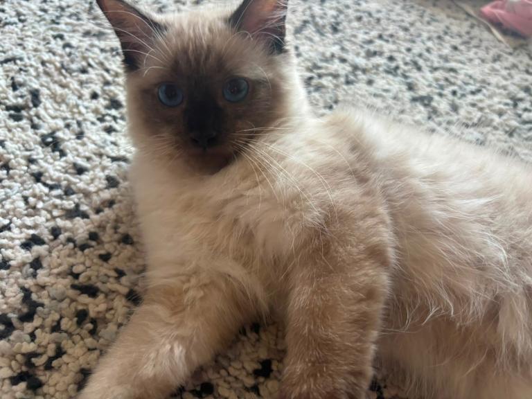 Ragdoll kitten for sale