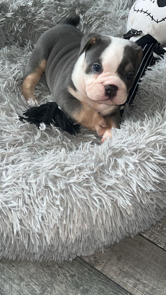 Old tyme bulldog puppies 