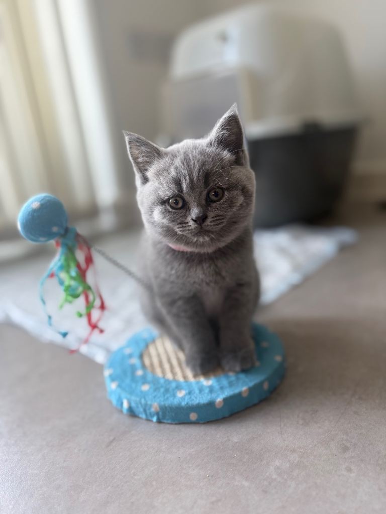 British shorthair kitten 