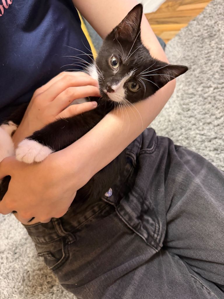 2 kittens for sale