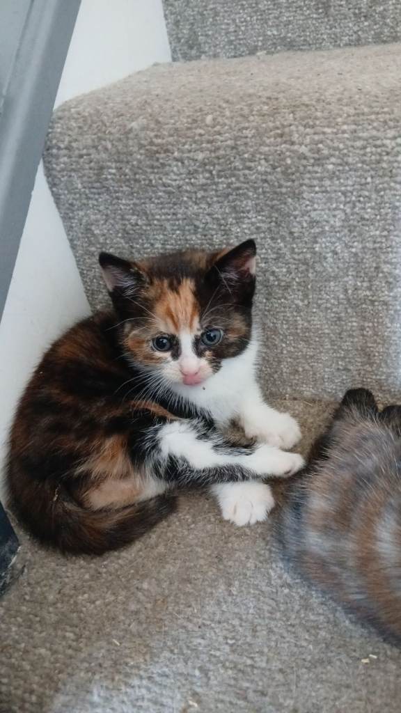 8 week old kittens