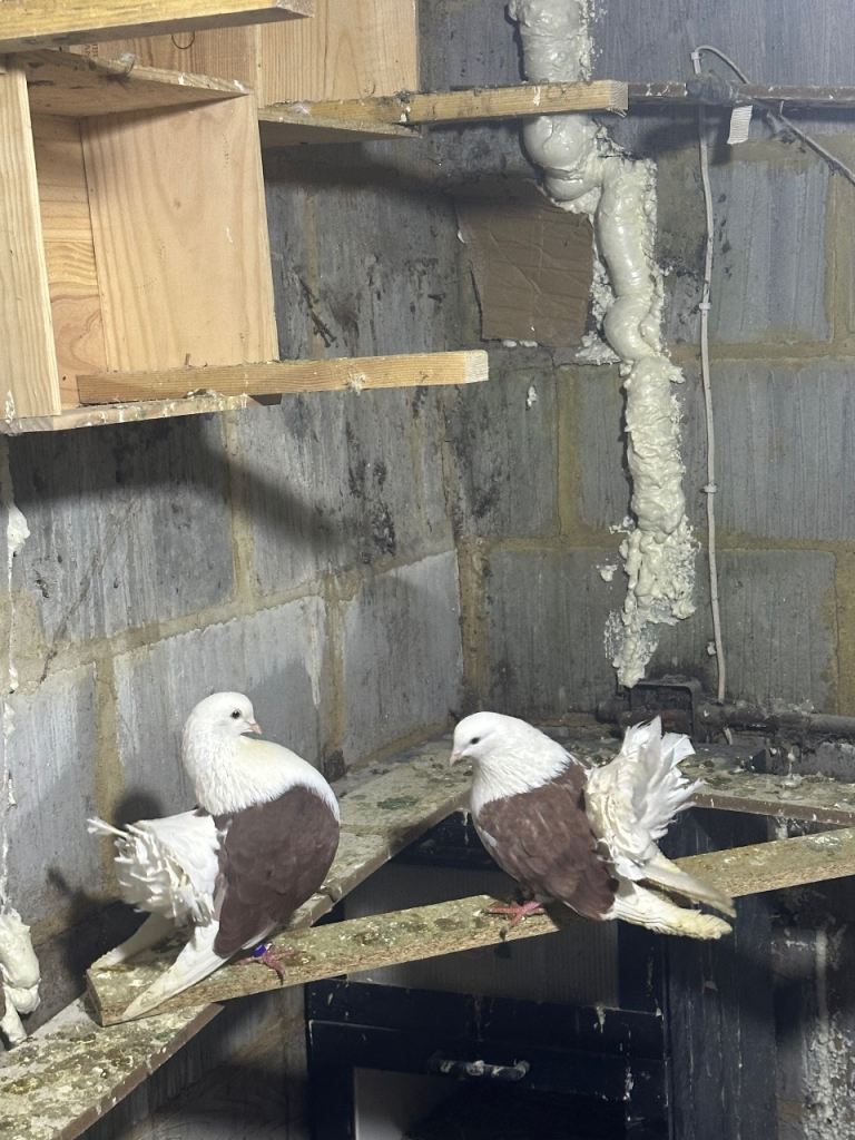 Pigeons for sell 